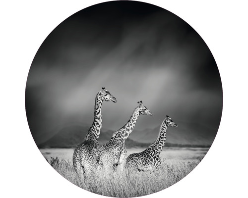 SPECIAL DECORATION Fotobehang vlies Giraffe zwart/wit ø 95 cm