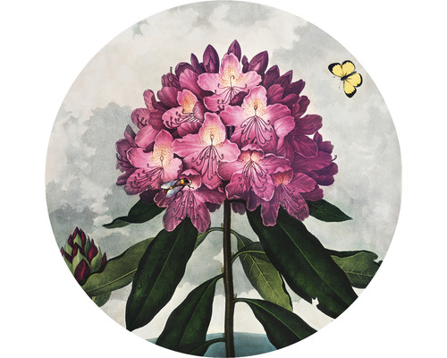 SPECIAL DECORATION Fotobehang vlies Thornton Rhododendron ø 95 cm Illustratie van een rododendronbloem met een bij en een vlinder