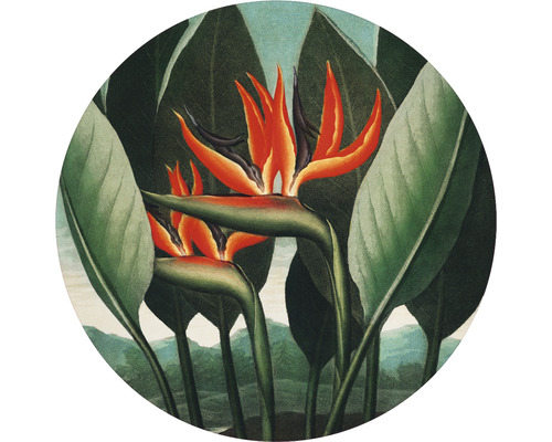 SPECIAL DECORATION Fotobehang vlies Thornton Strelitzia ø 95 cm Illustratie van paradijsvogelbloemen met bladeren