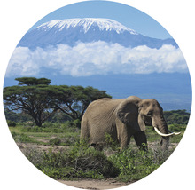 SPECIAL DECORATION Fotobehang vlies Kilimanjaro Olifant ø 95 cm-thumb-0