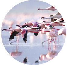 SPECIAL DECORATION Fotobehang vlies Flamingo ø 142,5 cm