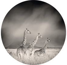 SPECIAL DECORATION Fotobehang vlies Giraffe ø 142,5 cm