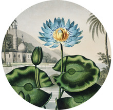 SPECIAL DECORATION Fotobehang vlies Thornton Waterlelie ø 142,5 cm