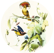 SPECIAL DECORATION Fotobehang vlies Vogels I ø 142,5 cm