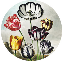 SPECIAL DECORATION Fotobehang vlies Thornton Tulpen ø 142,5 cm