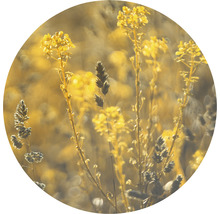 SPECIAL DECORATION Fotobehang vlies Meadow Grass ø 142,5 cm