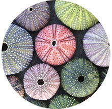 SPECIAL DECORATION Fotobehang vlies Zee egels ø 142,5 cm