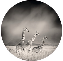 SPECIAL DECORATION Fotobehang vlies Giraffe ø 190 cm