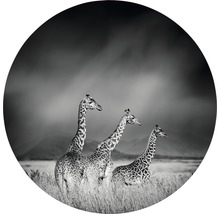 Zwart-witfoto van drie giraffen op de savanne