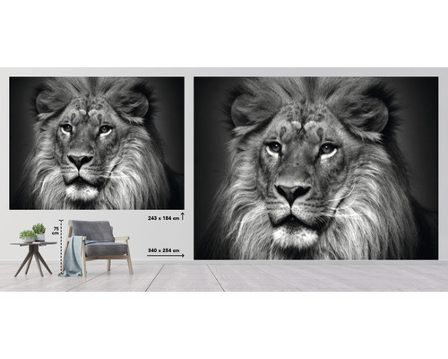 Fotobehang met leeuwenmotief in zwart-wit, 340 x 254 cm
