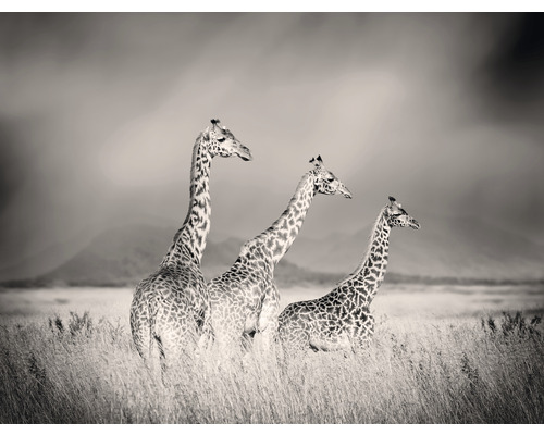 SPECIAL DECORATION Fotobehang vlies Giraffe 243x184 cm