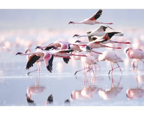 SPECIAL DECORATION Fotobehang vlies Flamingo 243x184 cm-0