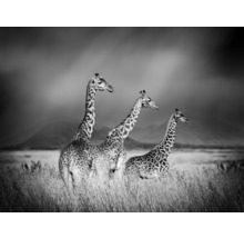SPECIAL DECORATION Fotobehang vlies Giraffe zwart/wit 243x184 cm
