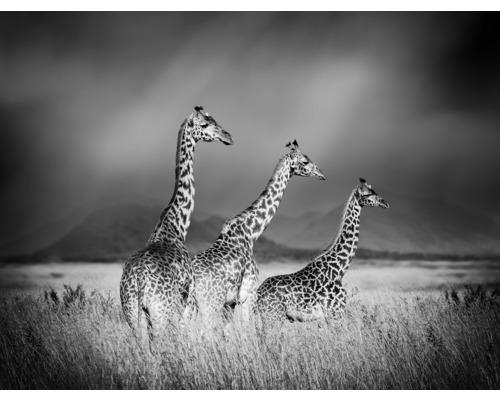 SPECIAL DECORATION Fotobehang vlies Giraffe zwart/wit 243x184 cm