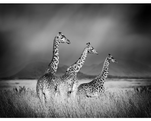 SPECIAL DECORATION Fotobehang vlies Giraffe zwart/wit 243x184 cm Zwart-witfoto van drie giraffen op de savanne