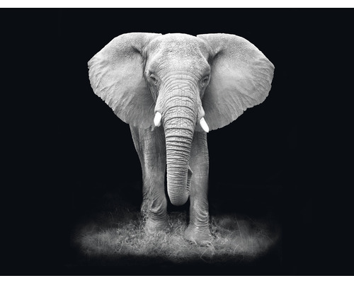 SPECIAL DECORATION Fotobehang vlies Olifant zwart/wit 243x184 cm Frontaal aanzicht van een olifant tegen een donkere achtergrond