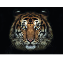 SPECIAL DECORATION Fotobehang vlies Tijger 243x184 cm