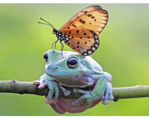 SPECIAL DECORATION Fotobehang vlies Kikker met vlinder 243x184 cm