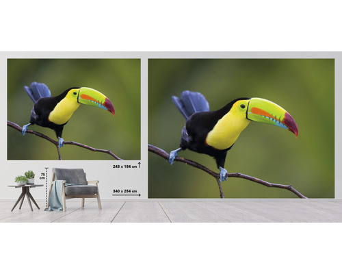 Fotobehang met een toekan op een tak, afmetingen 243 bij 184 centimeter en 340 bij 254 centimeter