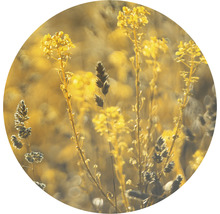 SPECIAL DECORATION Fotobehang vlies Meadow Grass ø 190 cm