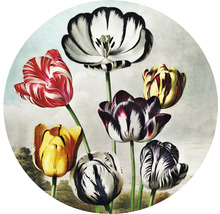 SPECIAL DECORATION Fotobehang vlies Thornton Tulpen ø 190 cm
