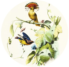 SPECIAL DECORATION Fotobehang vlies Vogels I ø 190 cm