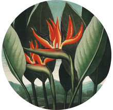 SPECIAL DECORATION Fotobehang vlies Thornton Strelitzia ø 190 cm