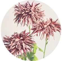SPECIAL DECORATION Fotobehang vlies Chrysanten ø 190 cm
