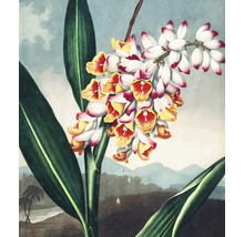 Illustratie van een tropische gemberplant met bloemen en bladeren