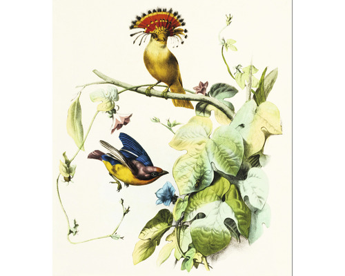 SPECIAL DECORATION Fotobehang vlies Vogel Illustration I 243x280 cm