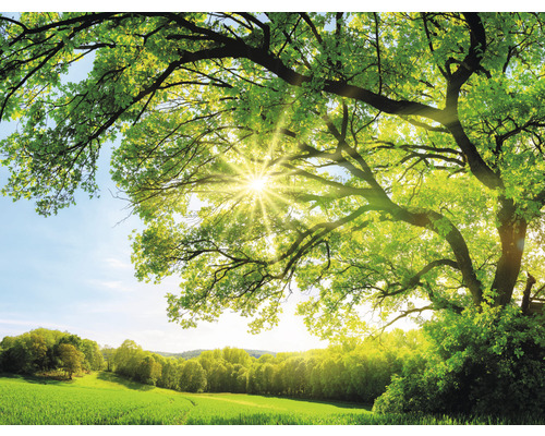 SPECIAL DECORATION Fotobehang vlies Zonnestralen in het bos 243x184 cm Landschap met boom en zonneschijn