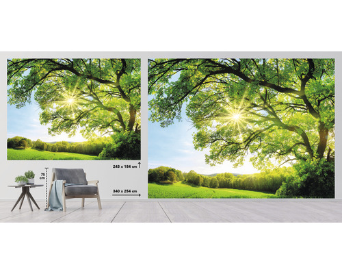 Fotobehang met boommotief en zonneschijn, afmetingen 340 bij 254 centimeter en 243 bij 184 centimeter