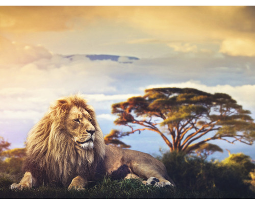 SPECIAL DECORATION Fotobehang vlies Kilimanjaro Leeuw 243x184 cm