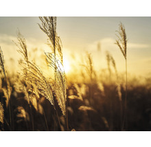 SPECIAL DECORATION Fotobehang vlies Meadow Grass 340x254 cm