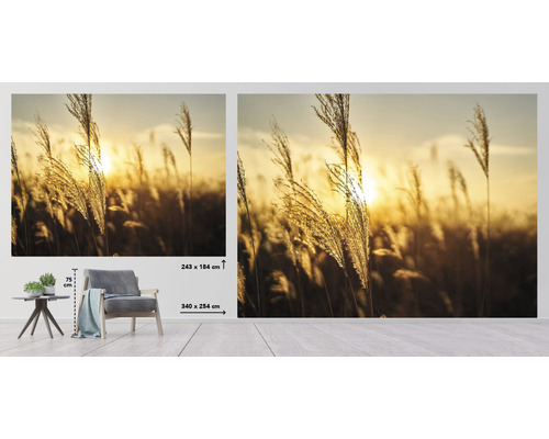 Fotobehang met grassen in tegenlicht, formaten 243 x 184 centimeter en 340 x 254 centimeter