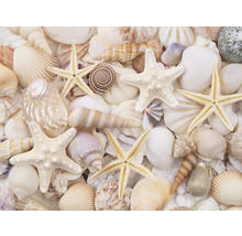 SPECIAL DECORATION Fotobehang vlies Schelpen 340x254 cm