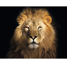 SPECIAL DECORATION Fotobehang vlies Leeuw 340x254 cm