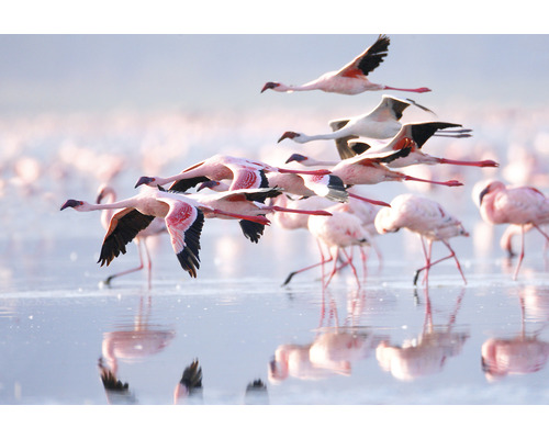 SPECIAL DECORATION Fotobehang vlies Flamingo 340x254 cm