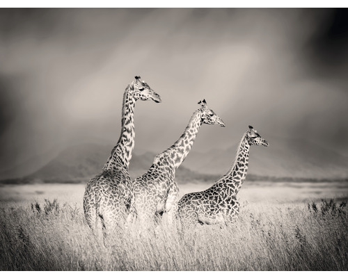 SPECIAL DECORATION Fotobehang vlies Giraffe 340x254 cm