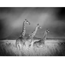 SPECIAL DECORATION Fotobehang vlies Giraffe zwart/wit 340x254 cm