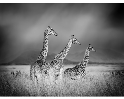 SPECIAL DECORATION Fotobehang vlies Giraffe zwart/wit 340x254 cm