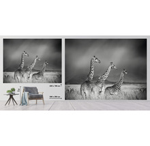 SPECIAL DECORATION Fotobehang vlies Giraffe zwart/wit 340x254 cm