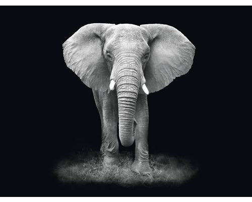 SPECIAL DECORATION Fotobehang vlies Olifant zwart/wit 340x254 cm