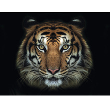 SPECIAL DECORATION Fotobehang vlies Tijger 340x254 cm