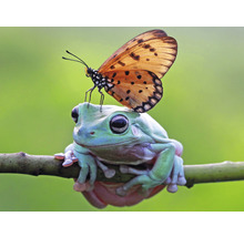 SPECIAL DECORATION Fotobehang vlies Kikker met vlinder 340x254 cm
