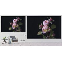 SPECIAL DECORATION Fotobehang vlies Trosroosjes 340x254 cm