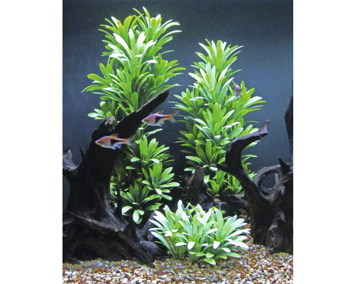Decoratief aquarium met planten, wortelhout en vissen