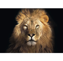 SPECIAL DECORATION Wanddoek Leeuw 350x250 cm