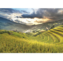 SPECIAL DECORATION Wanddoek Sawah 350x250 cm
