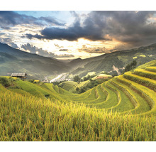SPECIAL DECORATION Wanddoek Sawah 300x250 cm
